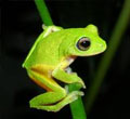 Amphibians