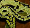 Reptiles